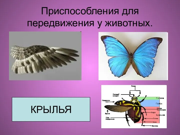 Приспособления для передвижения у животных. КРЫЛЬЯ