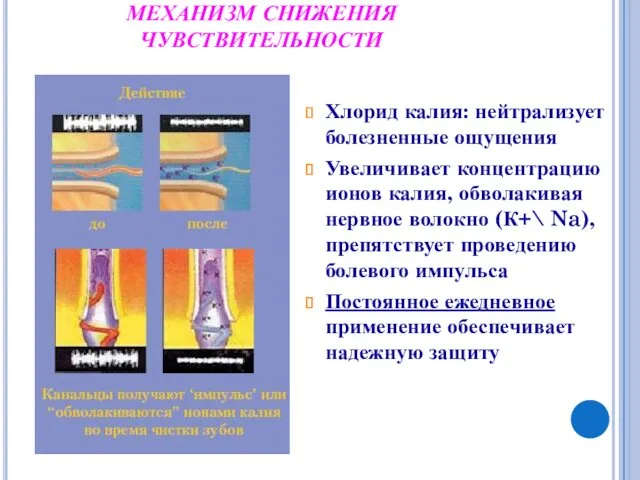 МЕХАНИЗМ СНИЖЕНИЯ ЧУВСТВИТЕЛЬНОСТИ Хлорид калия: нейтрализует болезненные ощущения Увеличивает концентрацию