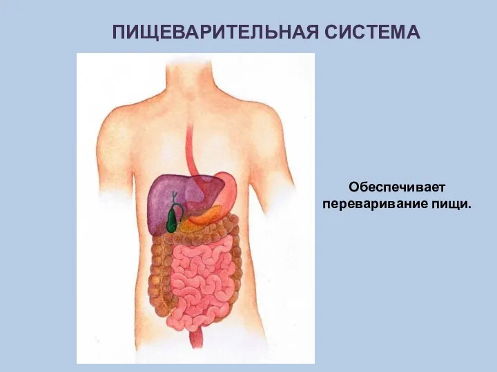 Пищеварительная система Обеспечивает переваривание пищи.