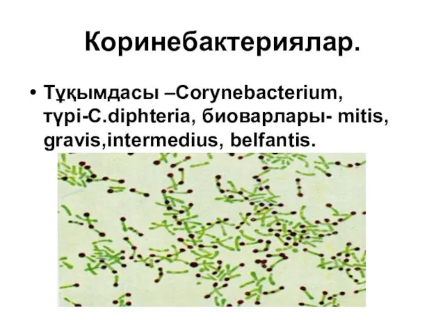 Коринебактериялар. Тұқымдасы –Corynebacterium, түрі-C.diphteria, биоварлары- mitis, gravis,intermedius, belfantis.