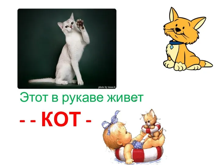 - - кот - Этот в рукаве живет