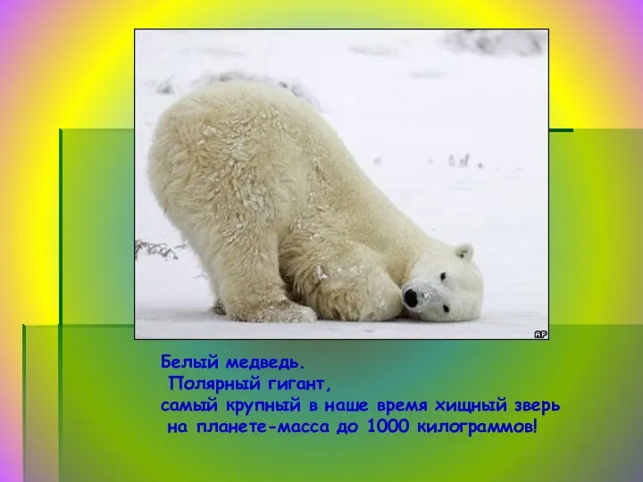 Белый медведь. Полярный гигант, самый крупный в наше время хищный зверь на планете-масса до 1000 килограммов!
