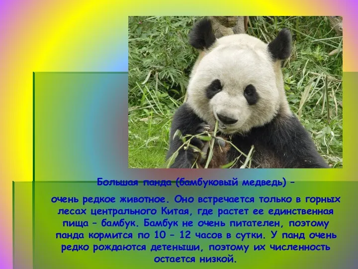 Большая панда (бамбуковый медведь) – очень редкое животное. Оно встречается
