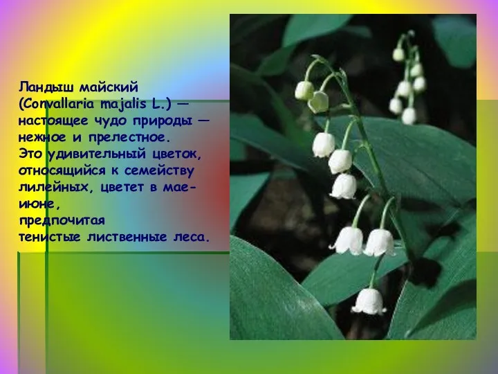 Ландыш майский (Convallaria majalis L.) — настоящее чудо природы —