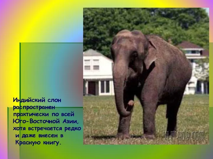 Индийский слон распространен практически по всей Юго-Восточной Азии, хотя встречается