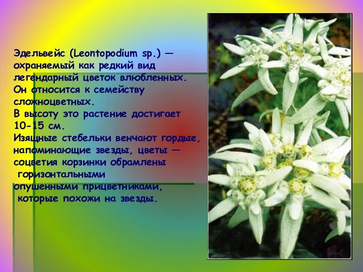 Эдельвейс (Leontopodium sp.) — охраняемый как редкий вид легендарный цветок
