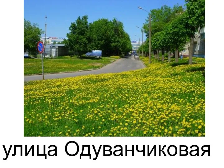 улица Одуванчиковая