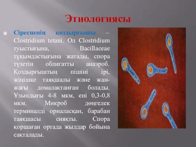 Этиологиясы Сіреспенің қоздырғышы – Clostridium tetani. Ол Clostridium туыстығына, Bacillaceae тұқымдастығына жатады, спора