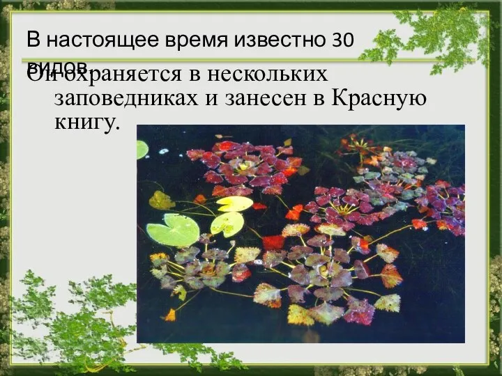 В настоящее время известно 30 видов. Он охраняется в нескольких заповедниках и занесен в Красную книгу.