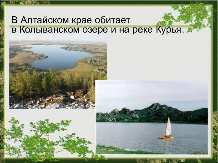 В Алтайском крае обитает в Колыванском озере и на реке Курья.