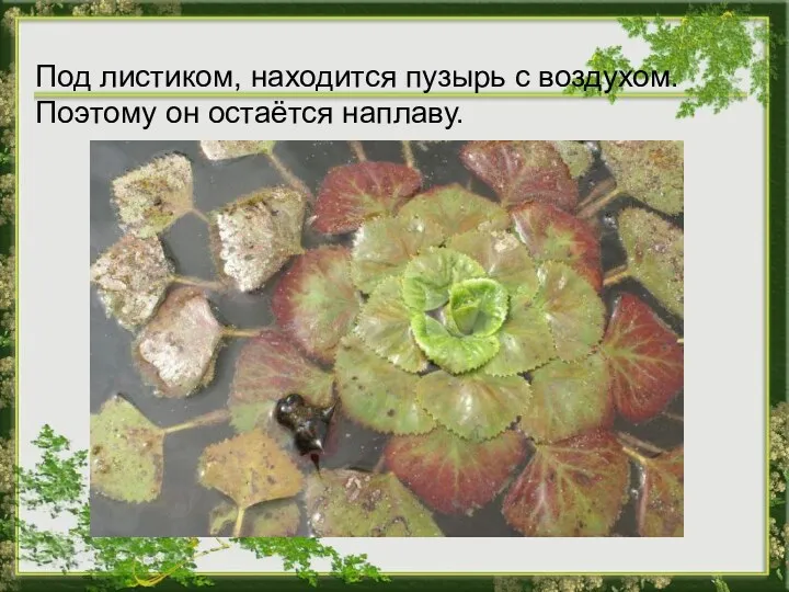 Под листиком, находится пузырь с воздухом. Поэтому он остаётся наплаву.