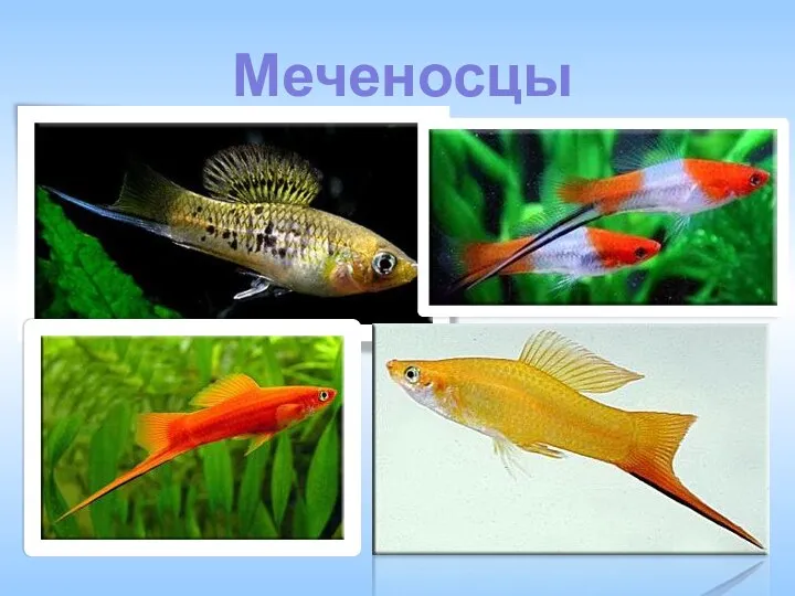 Меченосцы