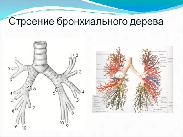 Строение бронхиального дерева