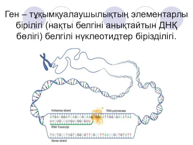 Ген – тұқымқуалаушылықтың элементарлы бірілігі (нақты белгіні анықтайтын ДНҚ бөлігі) белгілі нүклеотидтер бірізділігі.