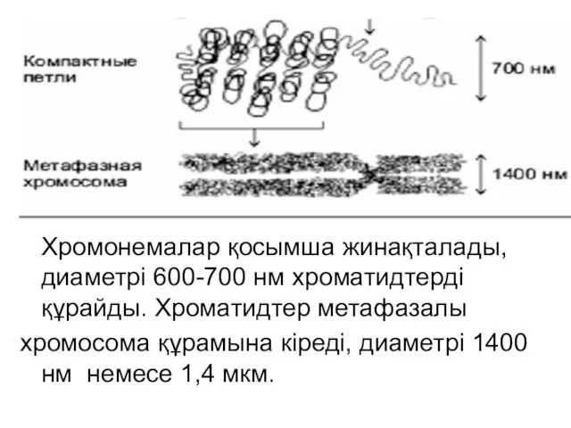 Хромонемалар қосымша жинақталады, диаметрі 600-700 нм хроматидтерді құрайды. Хроматидтер метафазалы хромосома құрамына кіреді,