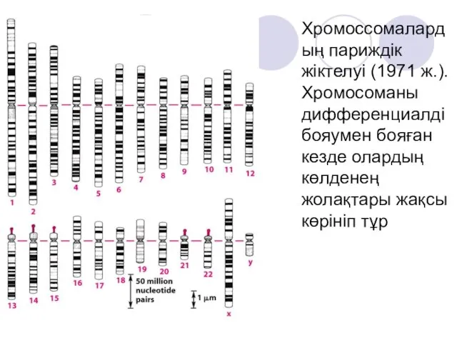 Хромоссомалардың париждік жіктелуі (1971 ж.). Хромосоманы дифференциалді бояумен бояған кезде олардың көлденең жолақтары жақсы көрініп тұр