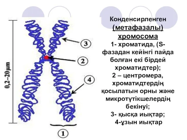 Конденсирленген (метафазалы) хромосома 1- хроматида, (S-фазадан кейінгі пайда болған екі бірдей хроматидтер); 2