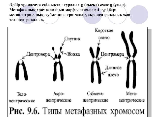 Әрбір хромасома екі иықтан тұрады: р (қысқа) және q (ұзын). Метафазалық хромосоманың морфологиялық