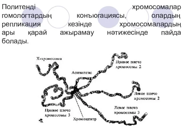 Политенді хромосомалар гомологтардың конъюгациясы, олардың репликация кезінде хромосомалардың ары қарай ажырамау нәтижесінде пайда болады.