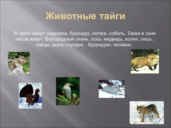 Животные тайги В тайге живут: кедровка, бурундук, летяга, соболь. Также