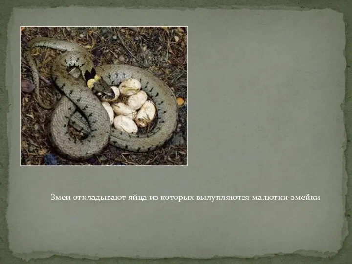 Змеи откладывают яйца из которых вылупляются малютки-змейки