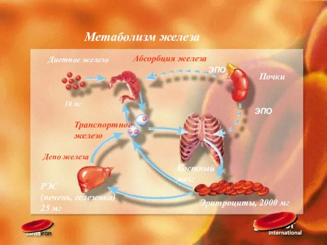 Метаболизм железа Абсорбция железа Диетное железо 10 мг Транспортное железо