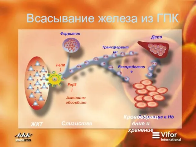 Активная абсорбция Всасывание железа из ГПК Ферритин Трансферритин Распределение Депо