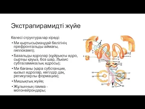 Экстрапирамидті жүйе Келесі структуралар кіреді: Ми қыртысы(маңдай бөлігінің префронтальды аймағы,