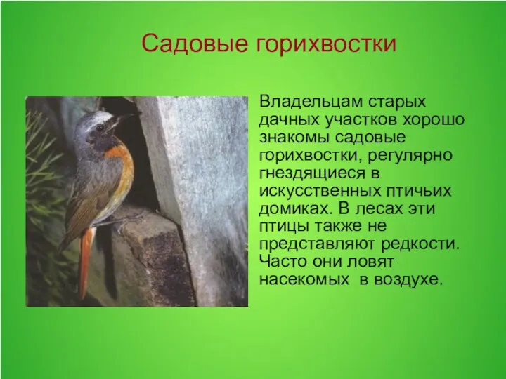 Владельцам старых дачных участков хорошо знакомы садовые горихвостки, регулярно гнездящиеся