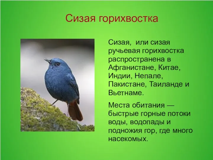 Сизая, или сизая ручьевая горихвостка распространена в Афганистане, Китае, Индии,