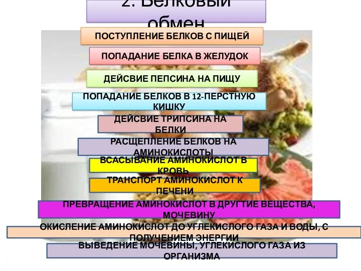 2. Белковый обмен ПОСТУПЛЕНИЕ БЕЛКОВ С ПИЩЕЙ ПОПАДАНИЕ БЕЛКА В