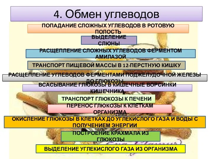 4. Обмен углеводов ПОПАДАНИЕ СЛОЖНЫХ УГЛЕВОДОВ В РОТОВУЮ ПОЛОСТЬ ВЫДЕЛЕНИЕ