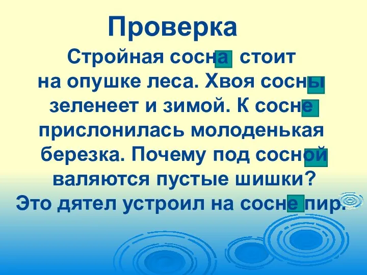 Проверка Стройная сосна стоит на опушке леса. Хвоя сосны зеленеет