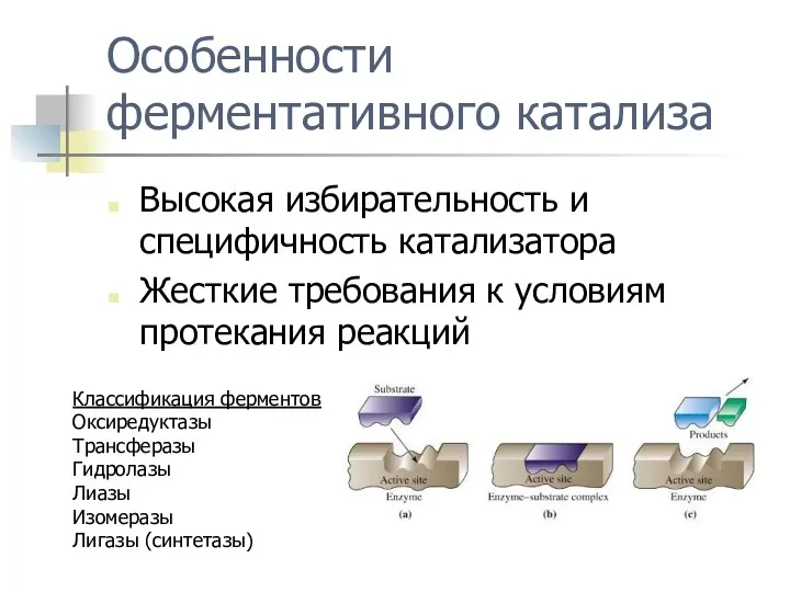 Особенности ферментативного катализа Высокая избирательность и специфичность катализатора Жесткие требования