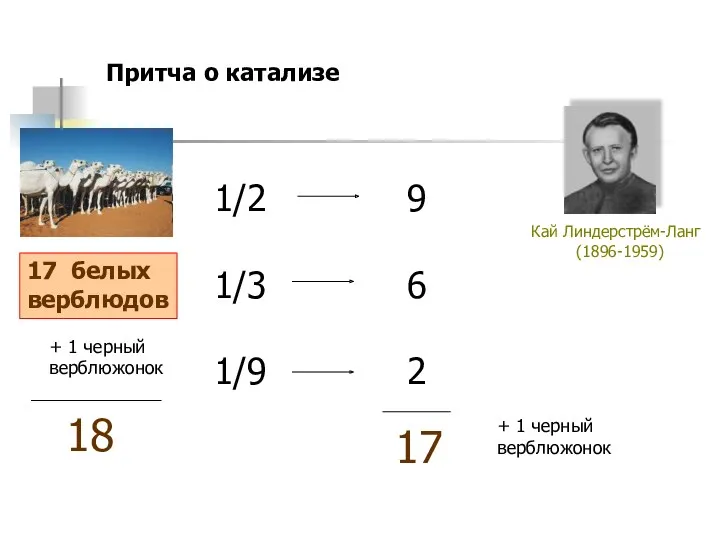 17 белых верблюдов Кай Линдерстрём-Ланг (1896-1959) Притча о катализе +