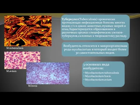 M.avium M.tuberculosis M.bovis