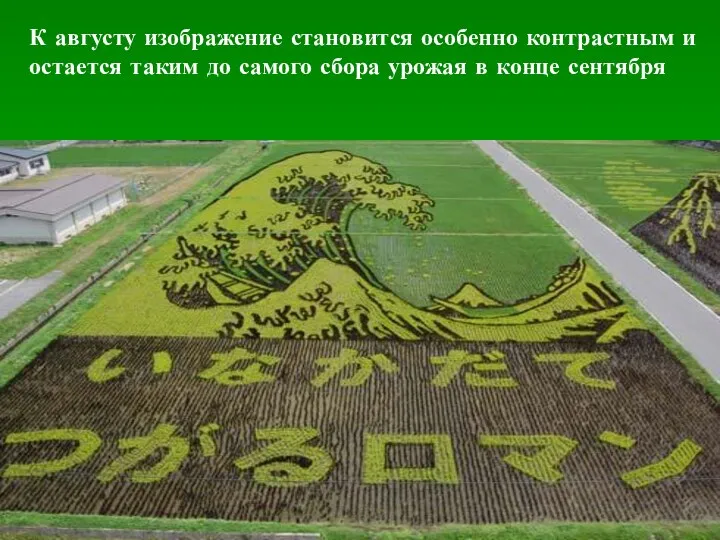 К августу изображение становится особенно контрастным и остается таким до самого сбора урожая в конце сентября