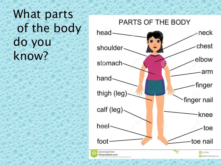 What parts of the body do you know?