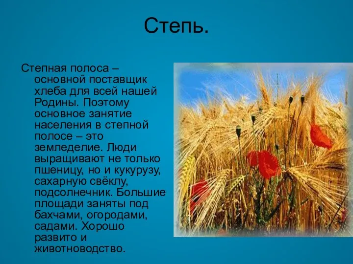 Степь. Степная полоса – основной поставщик хлеба для всей нашей Родины. Поэтому основное