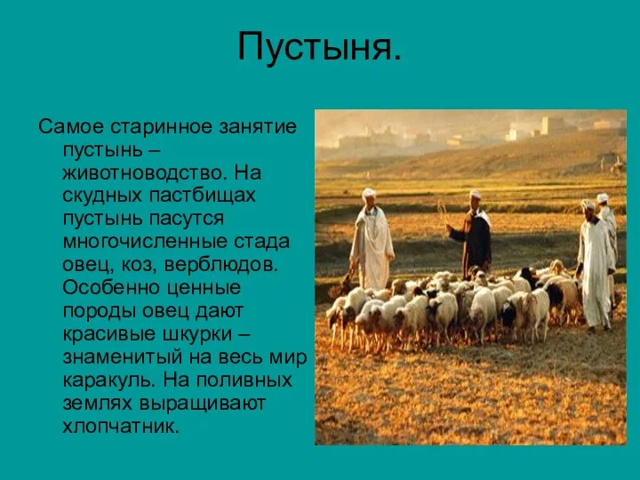 Пустыня. Самое старинное занятие пустынь – животноводство. На скудных пастбищах пустынь пасутся многочисленные