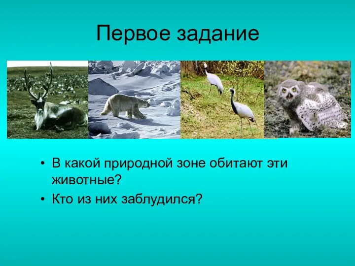 Первое задание В какой природной зоне обитают эти животные? Кто из них заблудился?