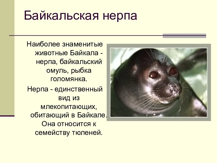 Байкальская нерпа Наиболее знаменитые животные Байкала - нерпа, байкальский омуль, рыбка голомянка. Нерпа