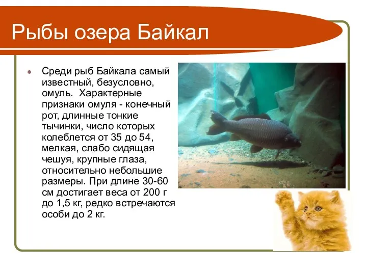 Рыбы озера Байкал Среди рыб Байкала самый известный, безусловно, омуль. Характерные признаки омуля