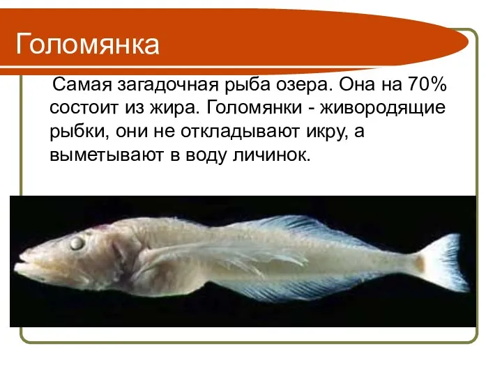Голомянка Самая загадочная рыба озера. Она на 70% состоит из