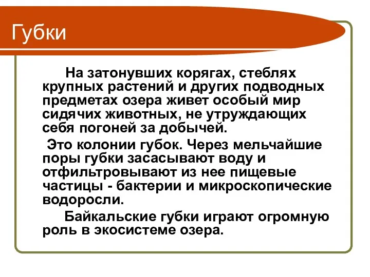 Губки На затонувших корягах, стеблях крупных растений и других подводных