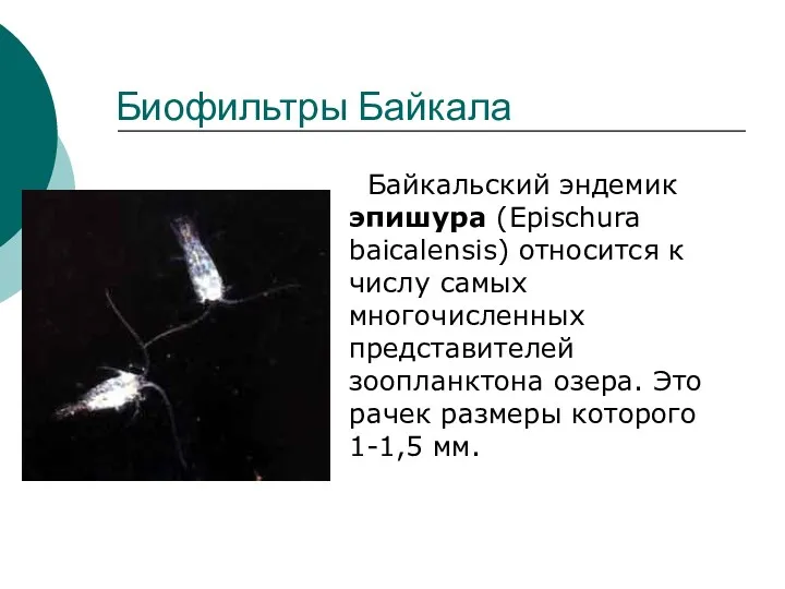 Биофильтры Байкала Байкальский эндемик эпишура (Epischura baicalensis) относится к числу самых многочисленных представителей