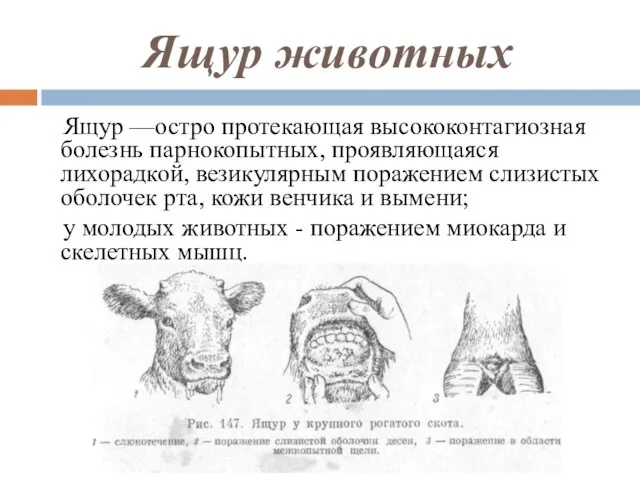 Ящур животных Ящур —остро протекающая высококонтагиозная болезнь парнокопытных, проявляющаяся лихорадкой,