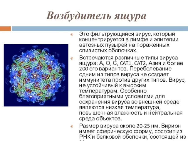 Возбудитель ящура Это фильтрующийся вирус, который концентрируется в лимфе и