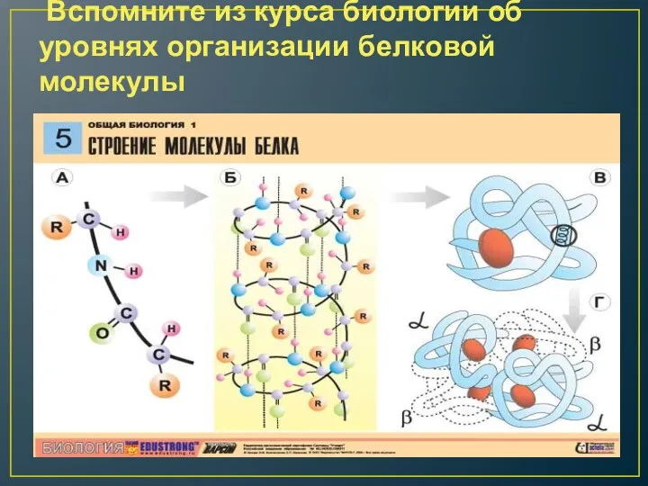 Вспомните из курса биологии об уровнях организации белковой молекулы