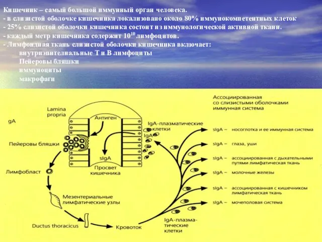 Кишечник – самый большой иммунный орган человека. - в слизистой